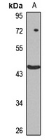 FBXW4 Antibody