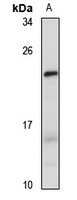 FCF1 Antibody