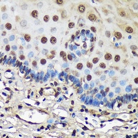 FCF1 antibody