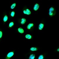 Anti-CD32a Antibody