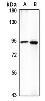FCHO2 Antibody