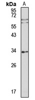FHL-5 Rabbit Polyclonal Antibody