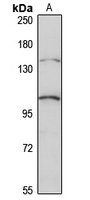 FHOD1 Antibody