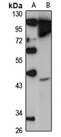 FJX1 Antibody