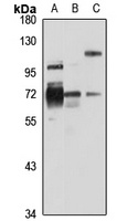 FKBP10 Rabbit Polyclonal Antibody