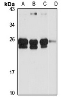 FKBP14 Antibody