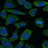 Anti-FKBP1B Antibody