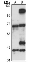 FLAD1 Antibody
