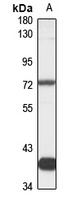 FMO2 Rabbit Polyclonal Antibody