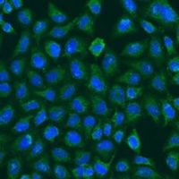 Anti-FMO5 Antibody