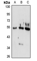 HNF-3 alpha Rabbit Polyclonal Antibody