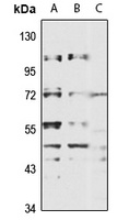 FRMD6 Antibody
