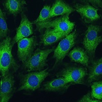 Anti-FRMD6 Antibody