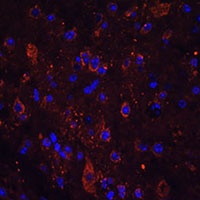 Anti-FSTL5 Antibody