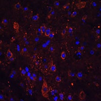 FSTL5 antibody