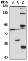 Frizzled 3 Rabbit Polyclonal Antibody