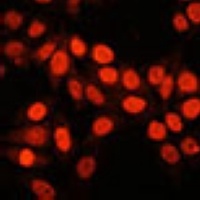 GABPA Antibody