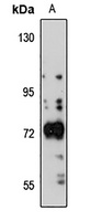 GABRQ Antibody