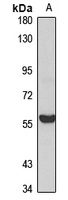 GAR22 Rabbit Polyclonal Antibody