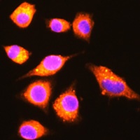 GBP2 antibody