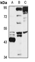 BMP3B Rabbit Polyclonal Antibody