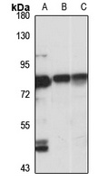GIMAP8 Rabbit Polyclonal Antibody