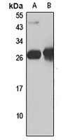 SLD5 Antibody