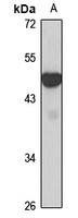 Connexin 47 Rabbit Polyclonal Antibody