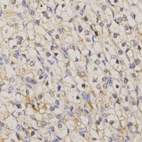 Connexin 47 antibody