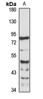 GMD Rabbit Polyclonal Antibody