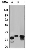 GMPR Antibody