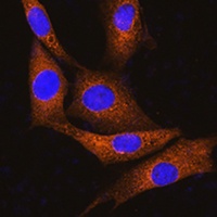 GNAT3 antibody