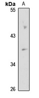 G beta 4 Rabbit Polyclonal Antibody
