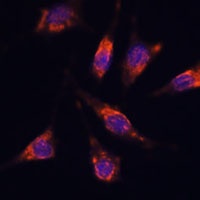 GNA1 antibody