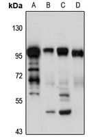Golgin-97 Rabbit Polyclonal Antibody