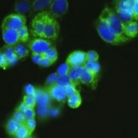 Golgin-97 Rabbit Polyclonal Antibody