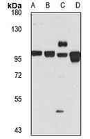 GOLGA5 Antibody