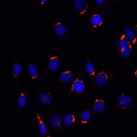 Anti-GOLGA5 Antibody