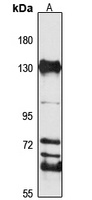 GOLPH4 Antibody