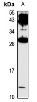 GPHA2 Antibody