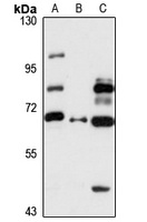 GPNMB Rabbit Polyclonal Antibody
