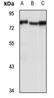 GPR108 Rabbit Polyclonal Antibody