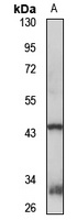 GPR45 Rabbit Polyclonal Antibody