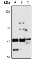 AGS3 Rabbit Polyclonal Antibody