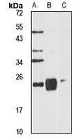 GPx-2 Rabbit Polyclonal Antibody