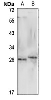 GPX3 Antibody