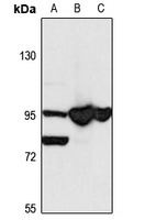 KA1 Rabbit Polyclonal Antibody