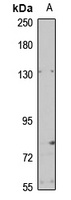 GRIP1 Rabbit Polyclonal Antibody