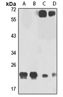 GRPEL1 Antibody