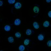 TFIIB Antibody